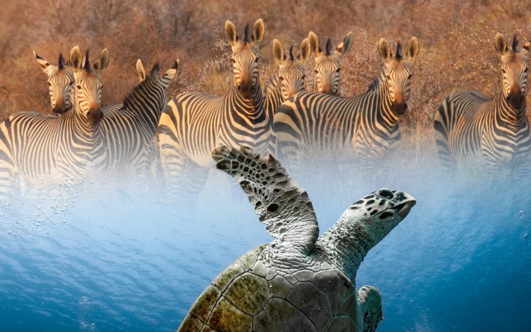10-Day Ultimate Kenyan with Beach & Train Safari