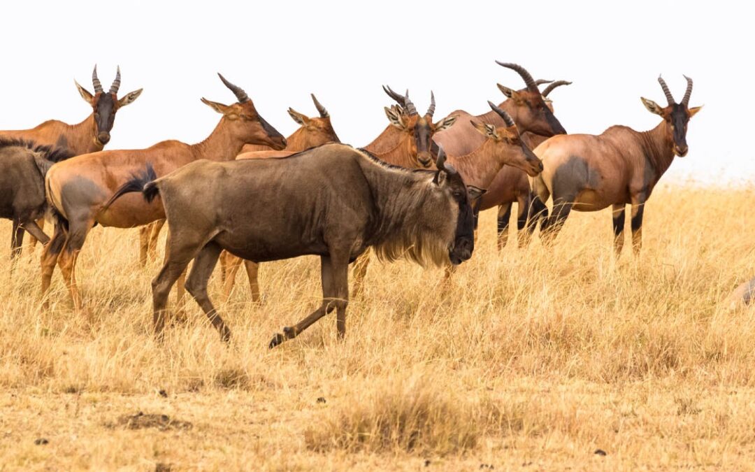 3-Day Luxury Classic Safari  Maasai Mara Adventure